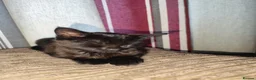 Mixed Breed cats for sale: Kitten's for sale  - Advert 7