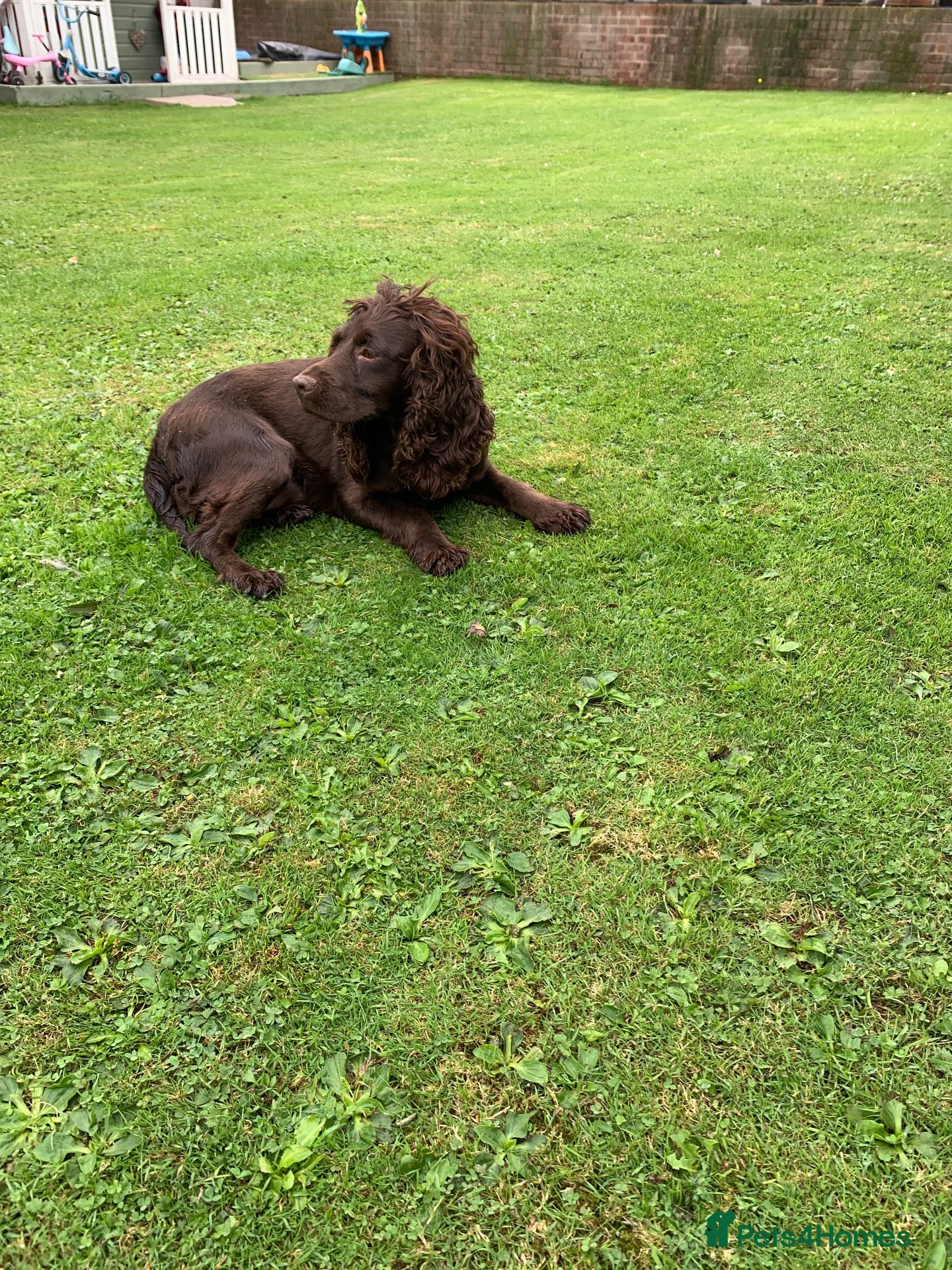 Cockapoo dogs Health tested f1  Cockerpoo puppies  - Advert 1