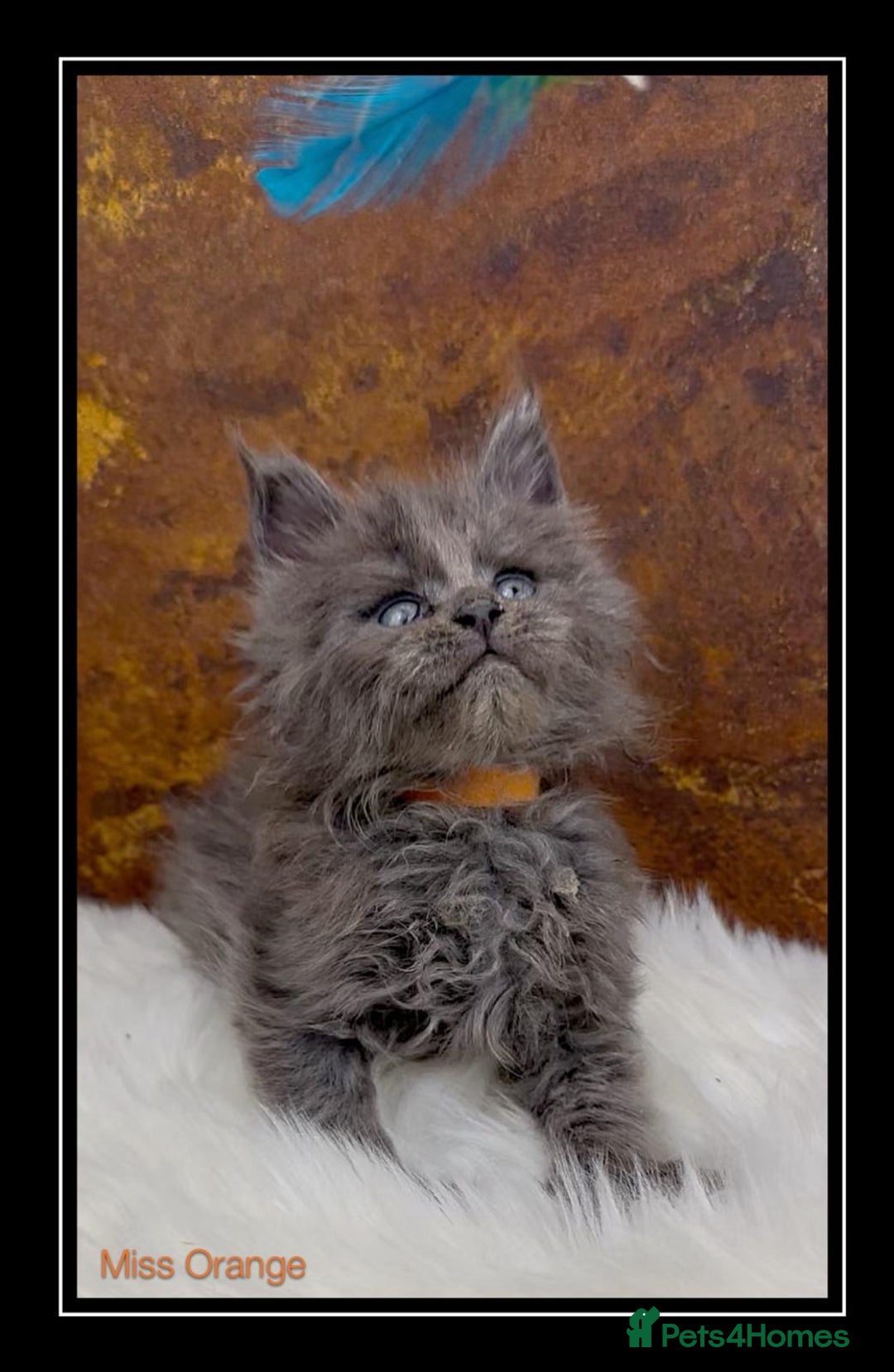 Maine Coon cats for sale: Championship bloodline GCCF Maine Coon kittens - Image 26