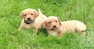 Labrador Retriever dogs - Advert 11