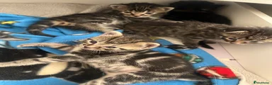 Mixed Breed Kitten 4
