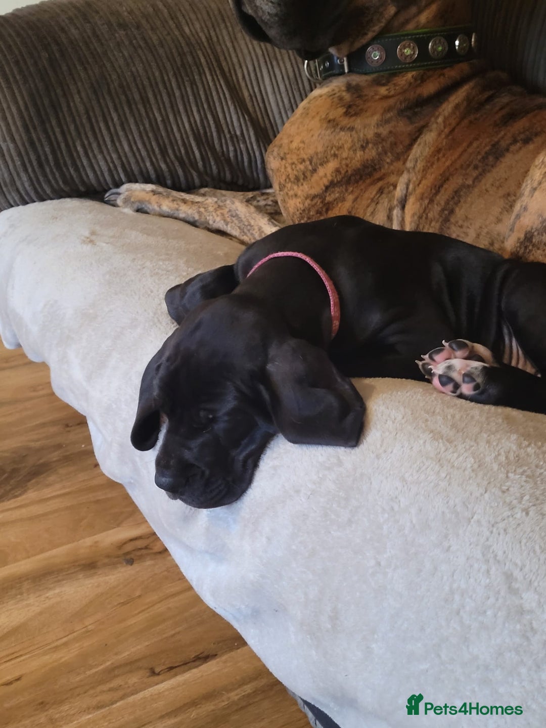 Great Dane dogs for sale: Only 2 beautiful Great Dane girls left. Ready now - Advert 29
