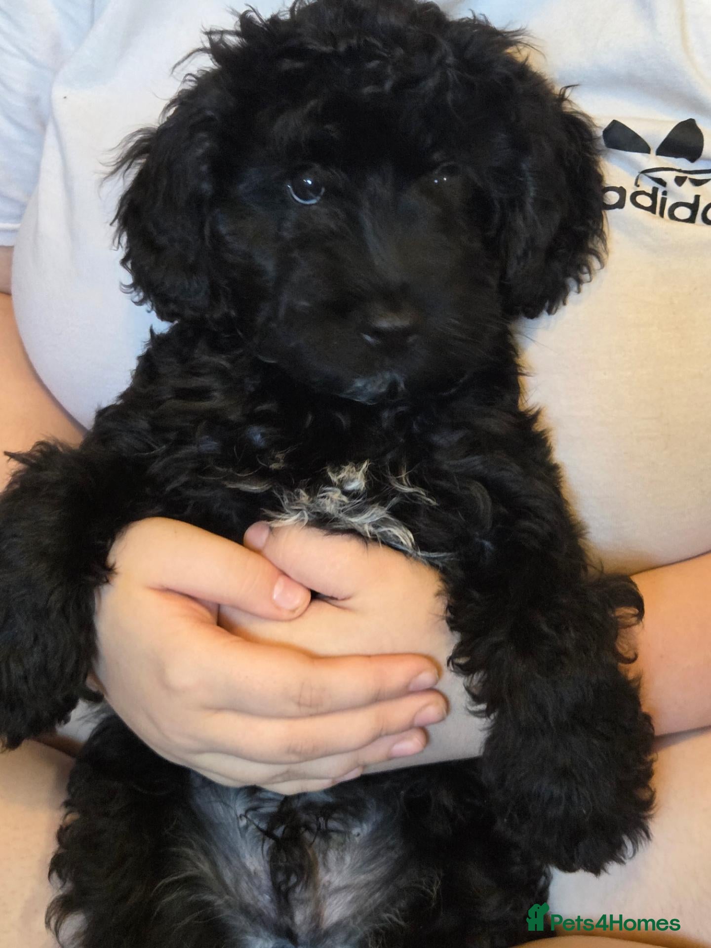 Mixed Breed dogs ONLY 1 boy LEFT. READY TO LEAVE  - Advert 19