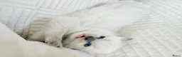 Ragdoll cats for sale: 3 Blue Point Kittens for sale - All Boys!! - Advert 21