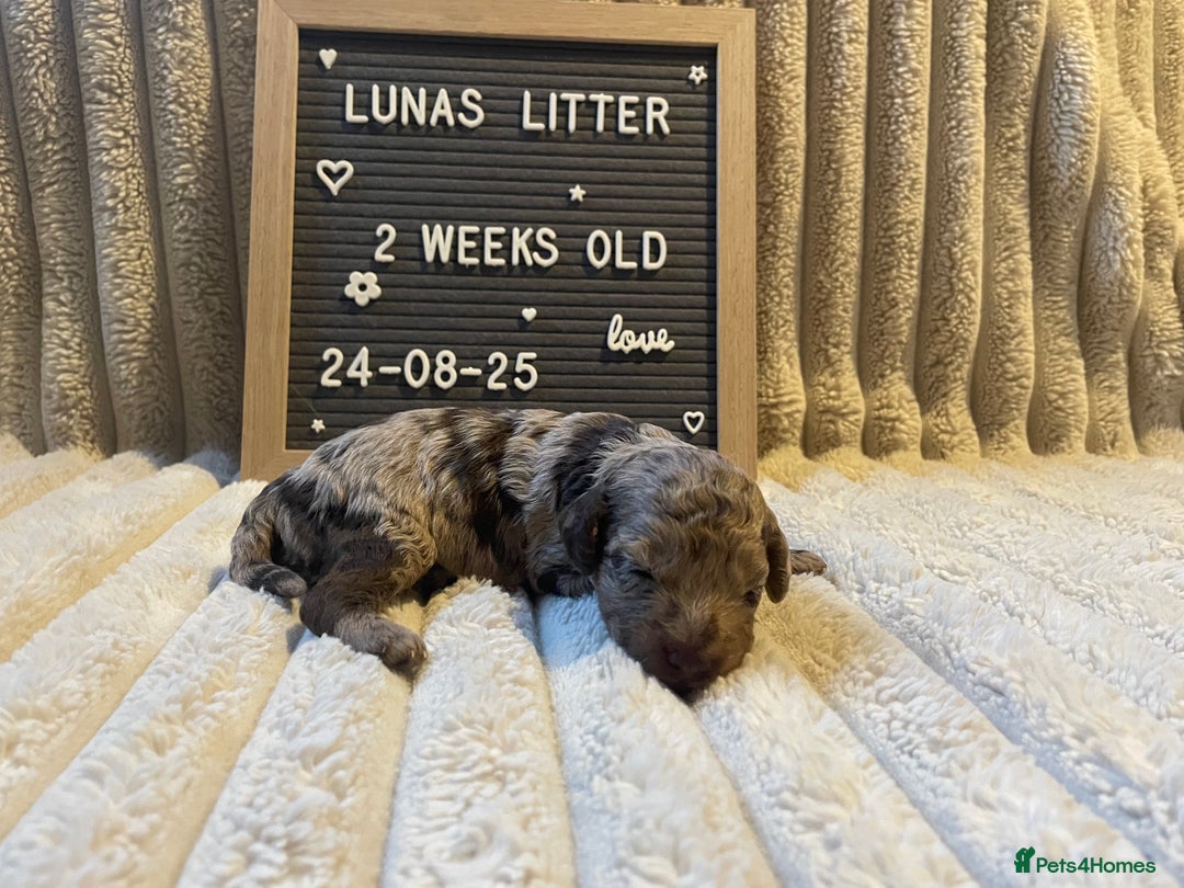 Cockapoo dogs for sale: F1bb Cockapoo puppies - Image 16