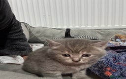 Ragdoll cats for sale: Ragdoll x main coon x British shorthair mix  - Image 28