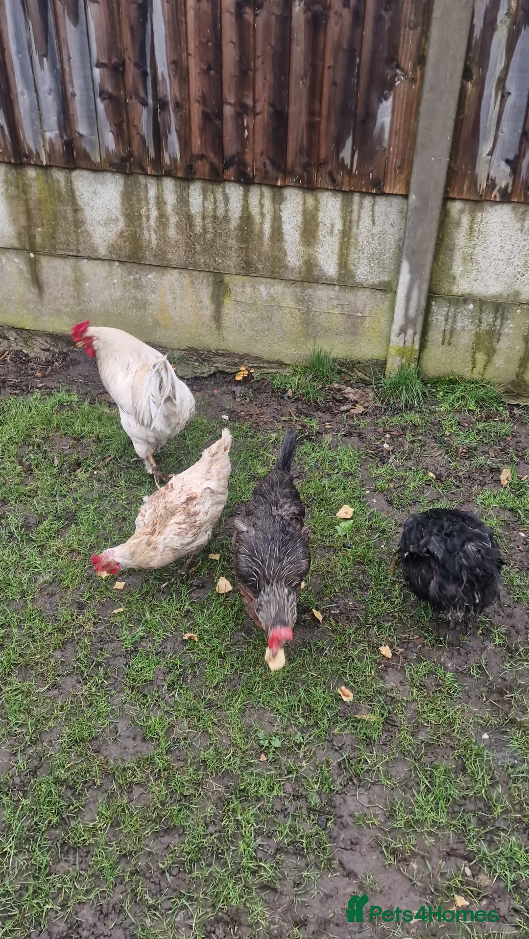 Mixed Breed poultry for sale: Flock of chickens - Advert 1