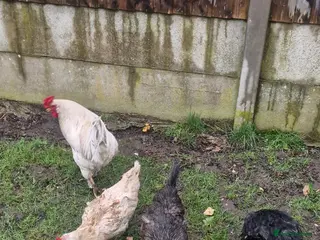 Mixed Breed poultry Flock of chickens - Advert 2