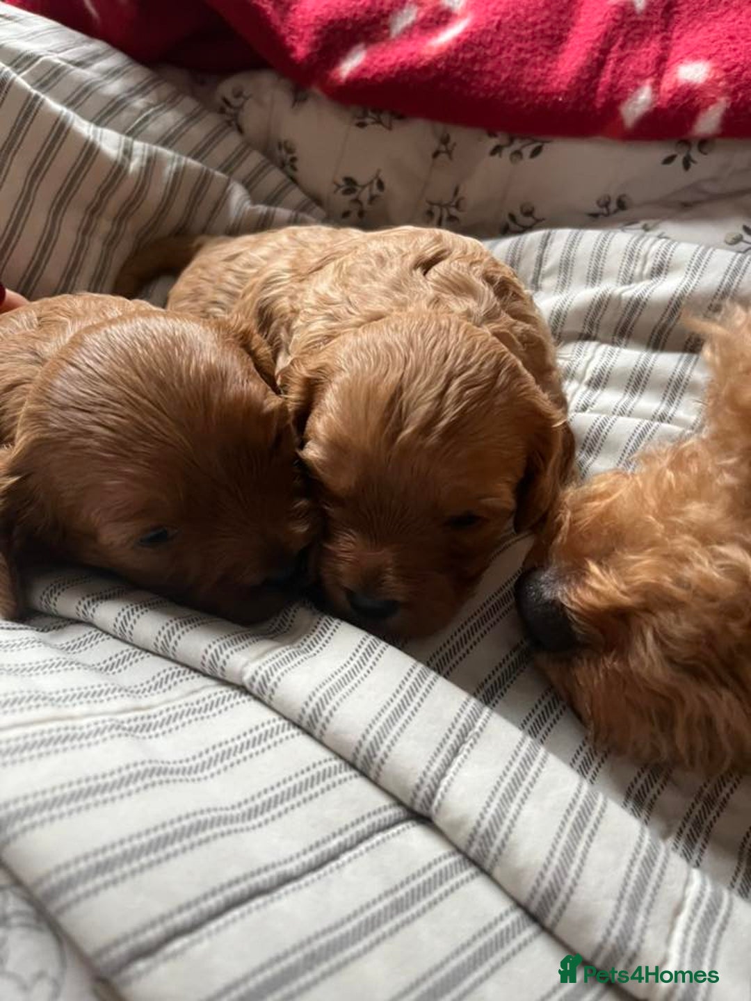 Cavapoo dogs for sale: Stunning Cavapoo Puppies - Advert 6