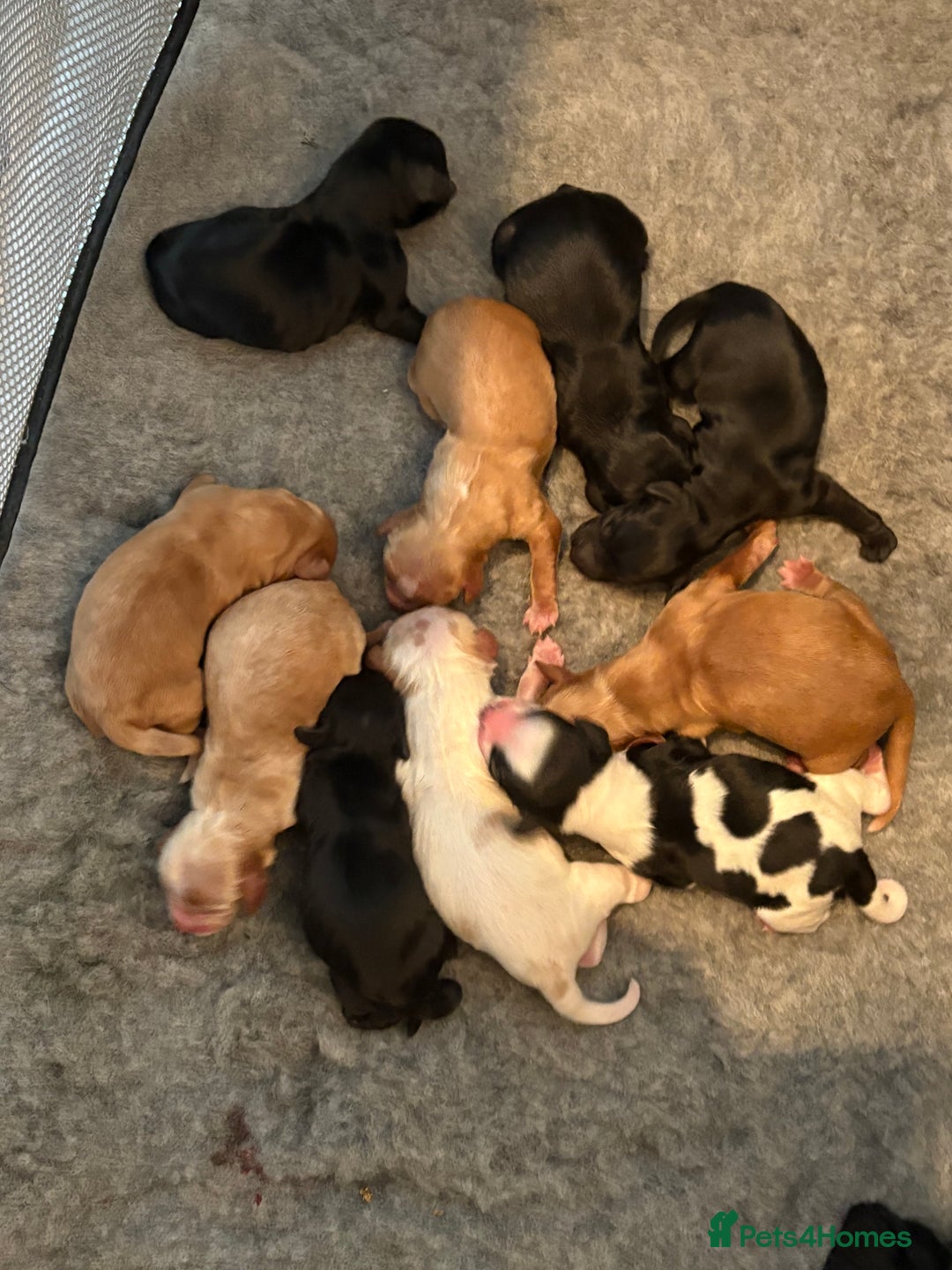 Cocker Spaniel dogs for sale: Cocker spaniels  - Image 1
