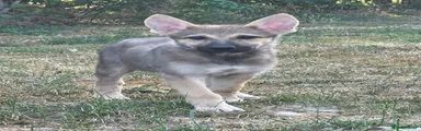 Tammstein