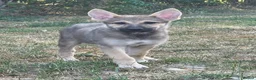 Tamaskan dogs for sale: Tamaskan Puppies *Health Tested Parents* - Advert 3