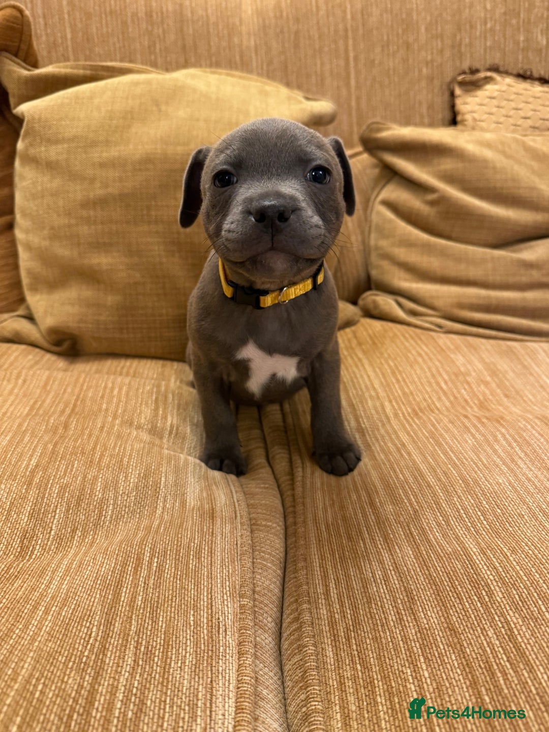 Staffordshire Bull Terrier dogs for sale: Health Tested Clear Staffordshire Bull Terrier's - Advert 24