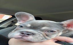 French Bulldog dogs for sale: Beautiful frenchie - Image 2