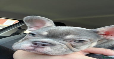 French Bulldog dogs - Advert 9