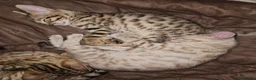 Bengal cats for sale: Snow and brown bengal kittens - Advert 4