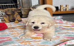 Golden Retriever dogs for sale: Golden retriever puppies  - Image 20