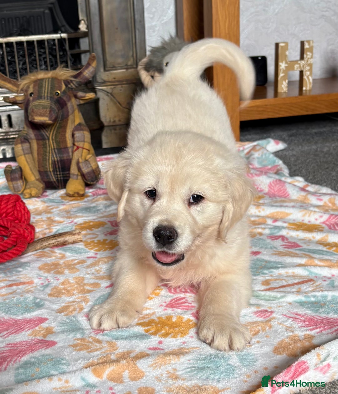 Golden Retriever dogs for sale: Golden retriever puppies  - Image 20