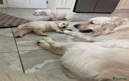 Golden Retriever dogs for sale: Beautiful chunky health checked puppies  - Image 2