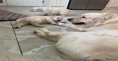 Golden Retriever dogs - Advert 8