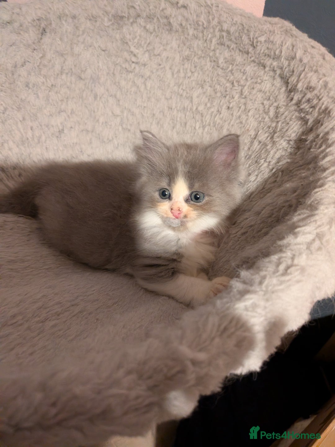 Maine Coon cats for sale: Mainecoon  x ragdolls - Advert 16