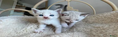 British Shorthair 7
