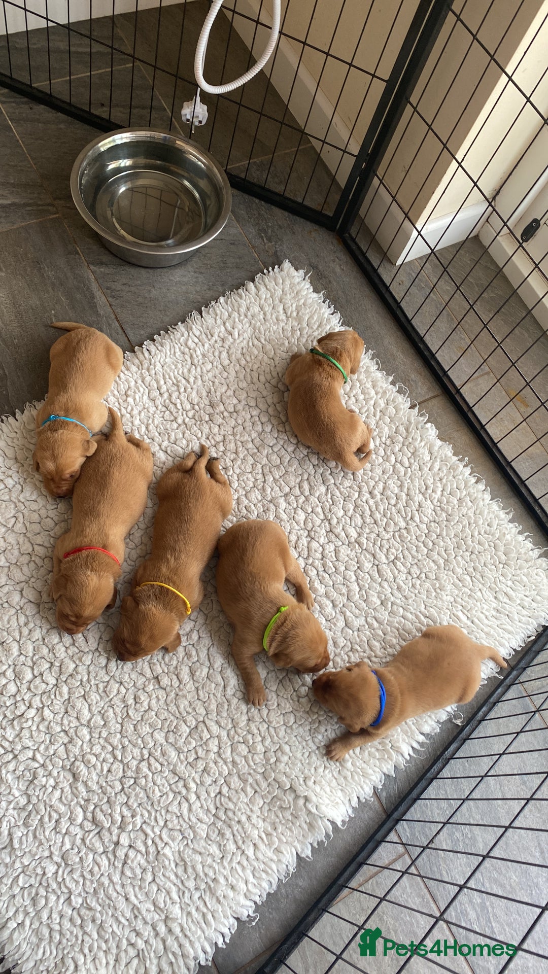 Labrador Retriever dogs for sale: Fox Red Labrador Puppies  - Image 10