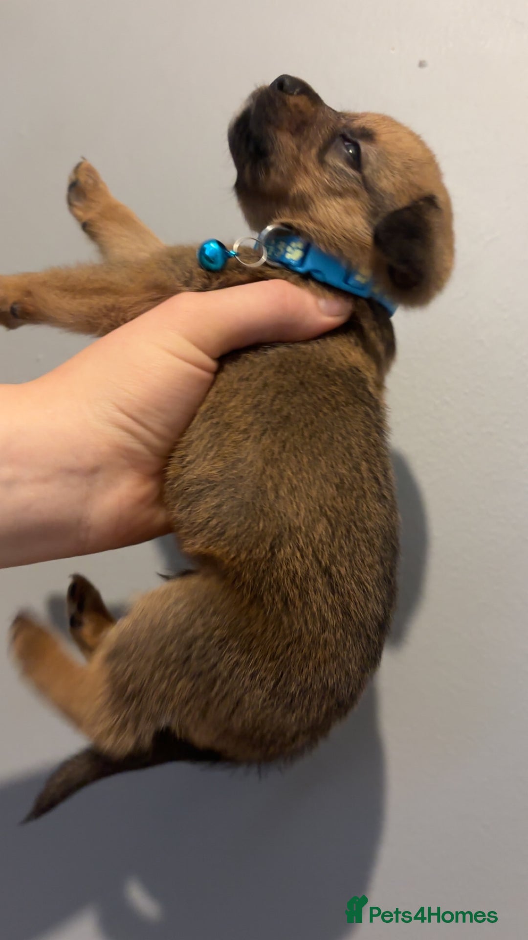 Mixed Breed dogs for sale: Boxwillers - Image 33
