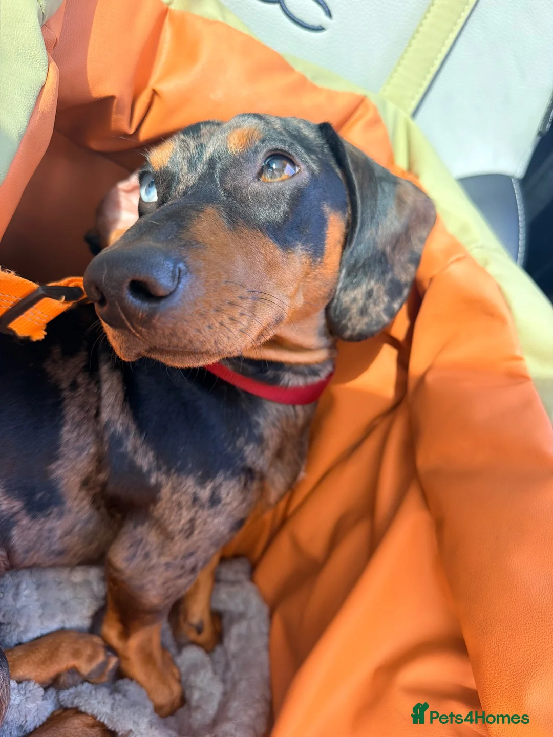Dachshund dogs for sale: PLEASE READ FULL DESCRIPTION - Dachshund   in Driffield - Advert 5