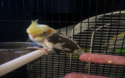 Cockatiels birds for sale: Cockatiel hen this years bird with cage  - Image 4