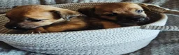 Jack Russell dogs for sale: 4 gorgeous babies - Advert 7