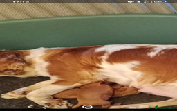 Cavapoo dogs for sale: lovely male 2 years old cavapoo  - Image 5