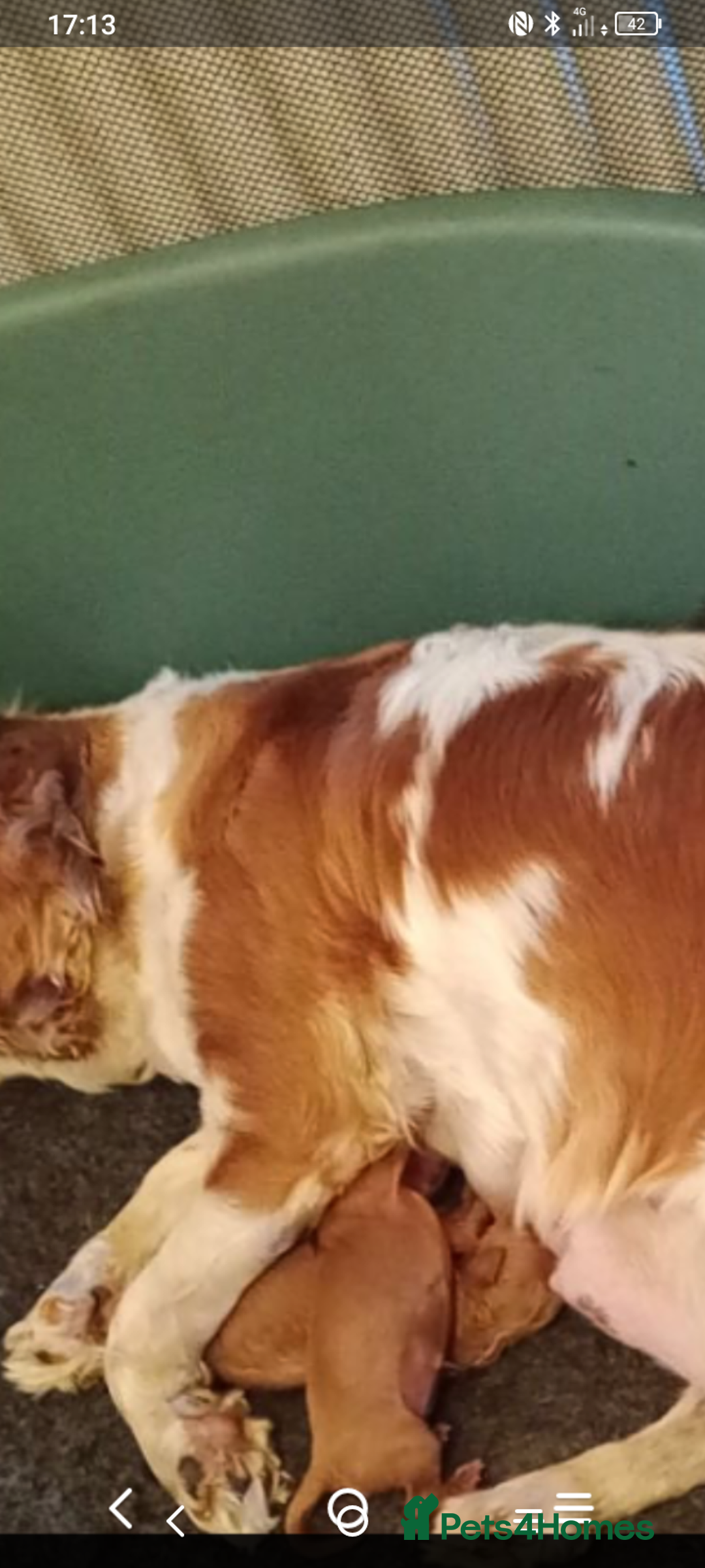 Cavapoo dogs for sale: lovely male 2 years old cavapoo  - Image 5
