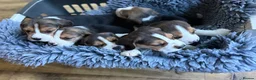 Beagle dogs for sale: KC registered stunning Beagle - Advert 2
