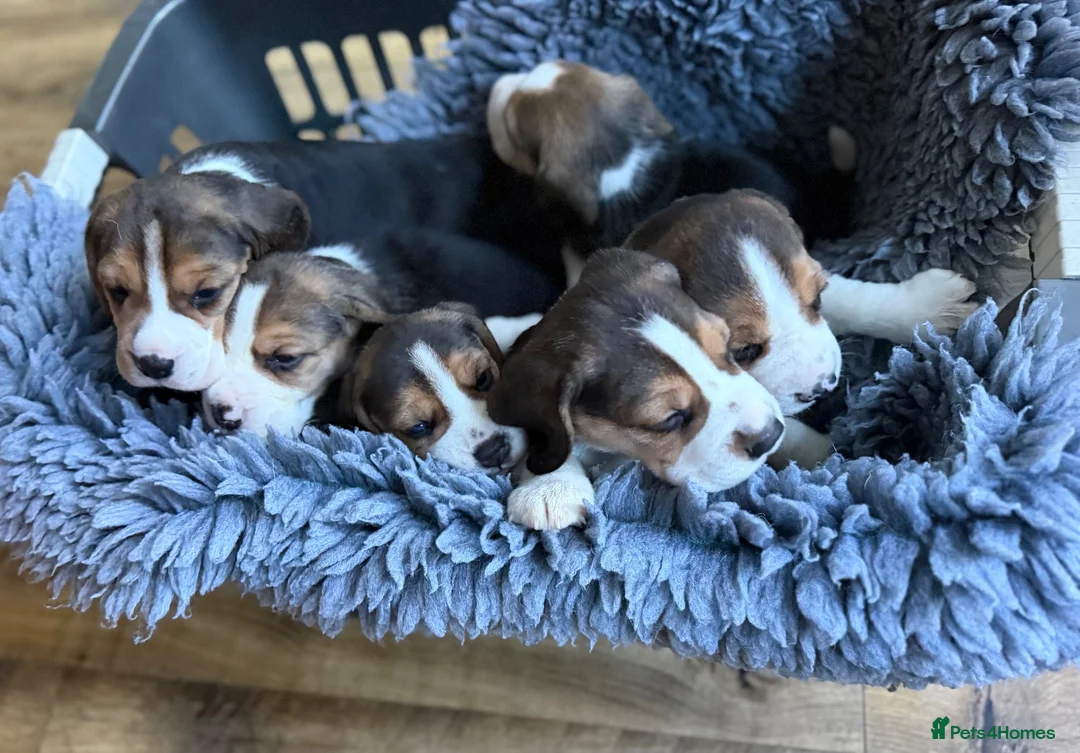 Beagle dogs for sale: KC registered stunning Beagle - Advert 2