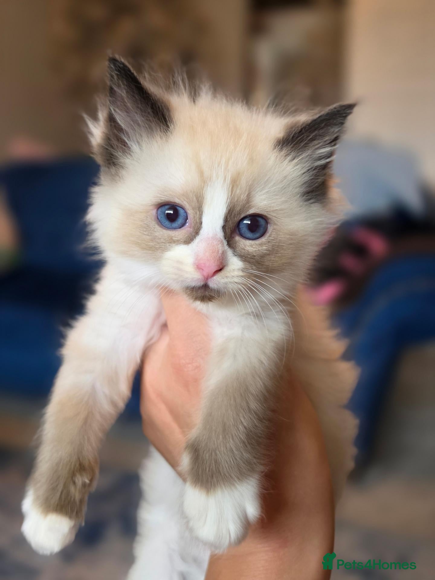 Ragdoll cats Registered Ragdoll Kittens  - Advert 2