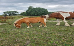 Shetland pony horses for sale: Beautiful 7h Mini shetland Gelding  - Image 8