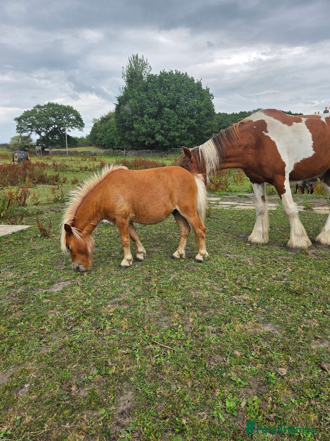 Shetland pony horses for sale: Beautiful 7h Mini shetland Gelding  - Image 8