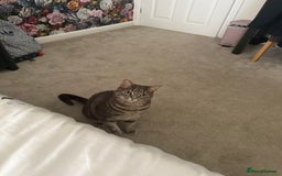 Mixed Breed cats for sale: Adorable tabby cat  - Image 4