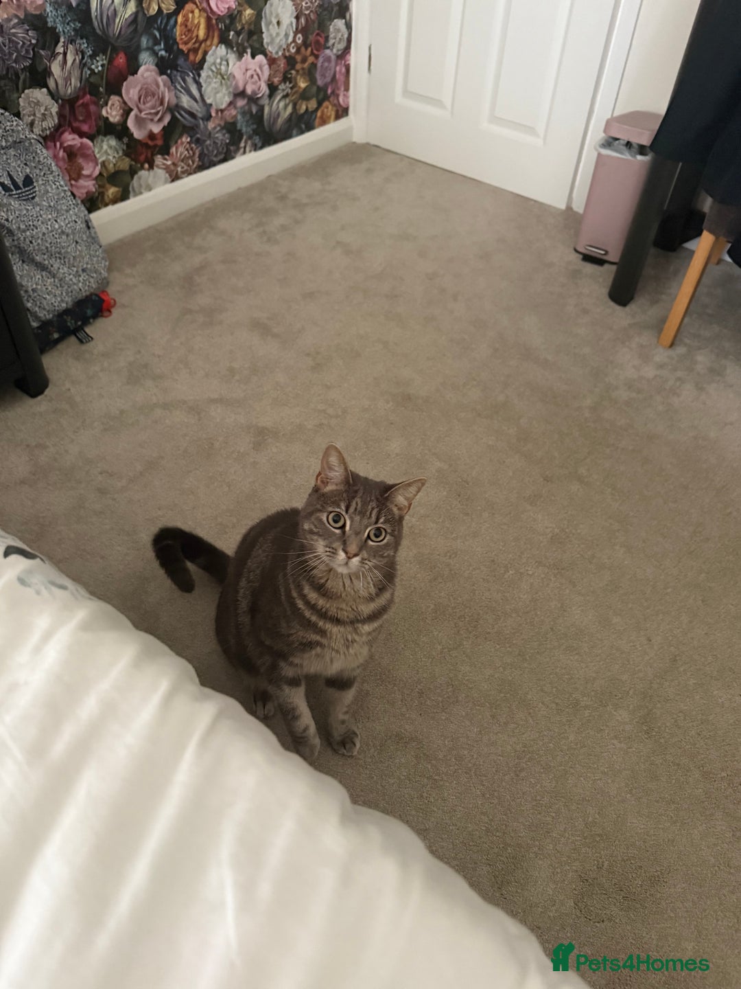 Mixed Breed cats for sale: Adorable tabby cat  - Image 4