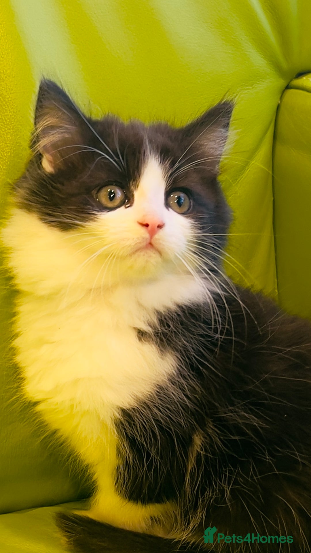 Mixed Breed cats for sale: Wonderful ,healthy clever village Kittens for sale - Advert 8