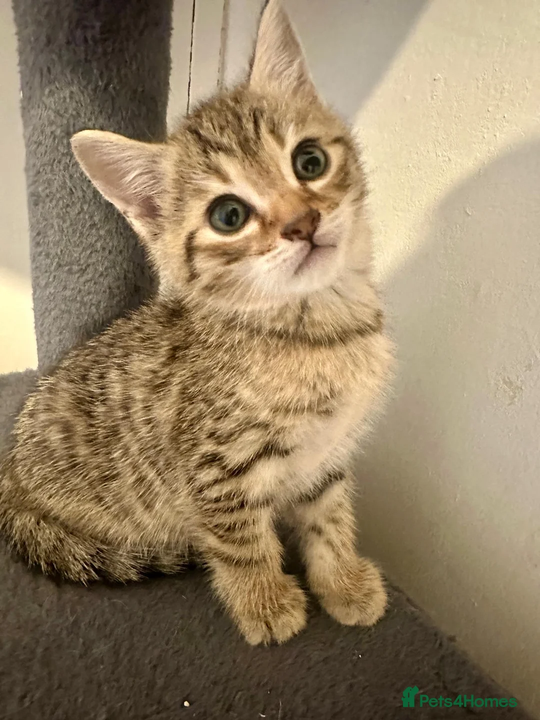 Bengal cats for sale: 4 gorgeous Bengal mix kittens - Advert 16