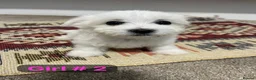 Mixed Breed dogs for sale: Bichon Frisé × Maltese Puppies - Advert 8