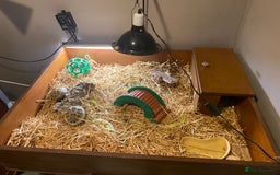 Tortoise reptiles for sale: 2 Female Russian/Horsefield Tortoises - Image 2