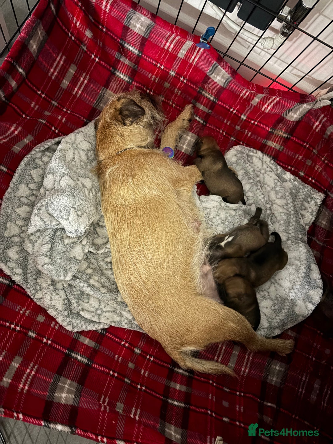 Border Terrier dogs for sale: Beautiful Border Terrier Puppies - Advert 9