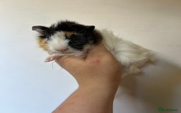 Guinea Pig rodents for sale: Beautiful Baby Guineapig For sale - Image 6