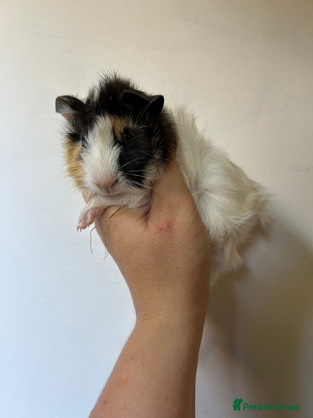Guinea Pig rodents for sale: Beautiful Baby Guineapig For sale - Image 6