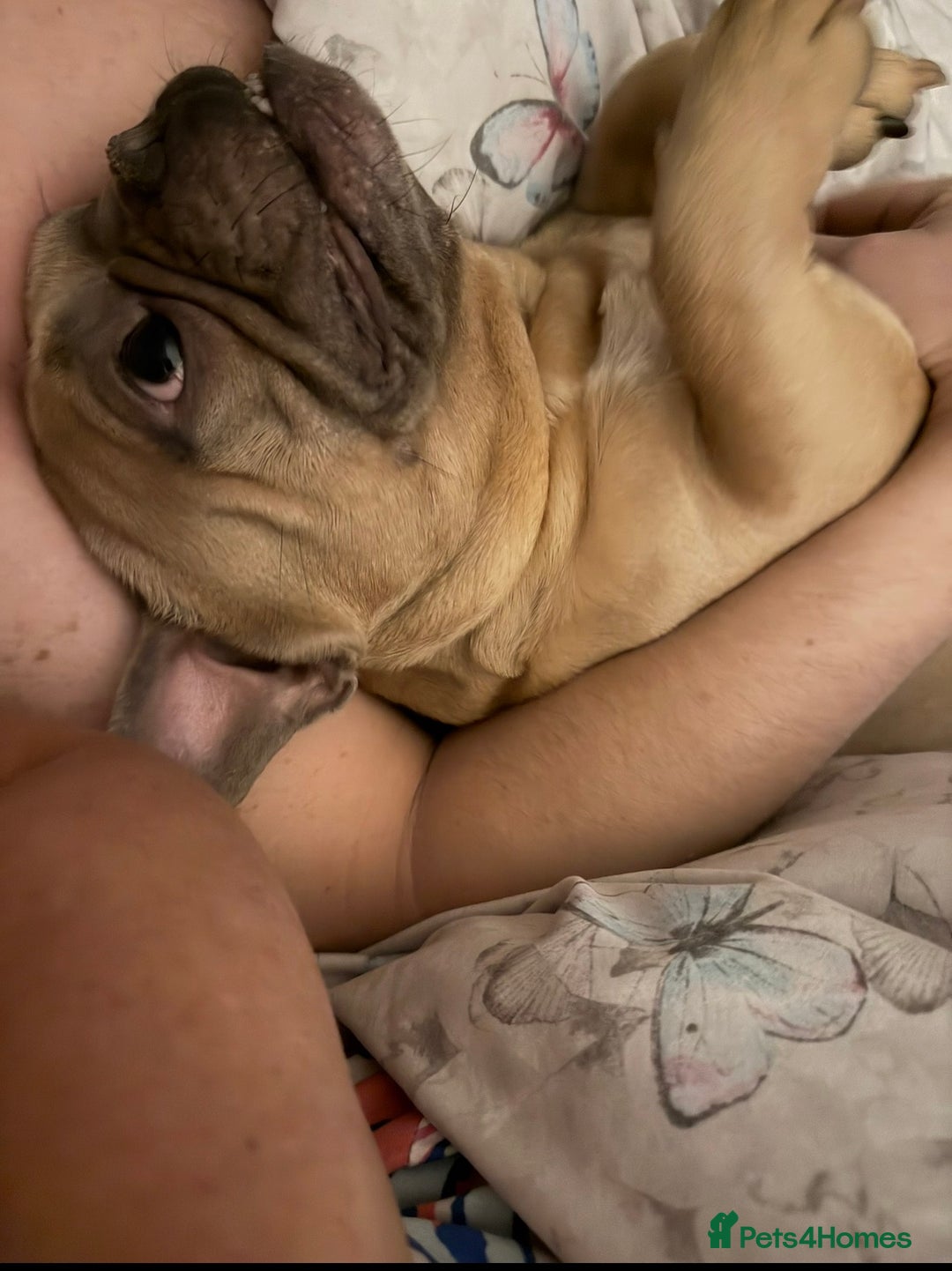 French Bulldog dogs for sale: 3 year old male French bulldog.  - Advert 3