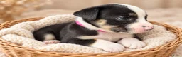 Mixed Breed dogs for sale: 🐾BULLDOG X BORDER COLLIE PUPPIES - Advert 3