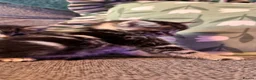 Mixed Breed cats for sale: Stunning kittens 🐈‍⬛ - Advert 24